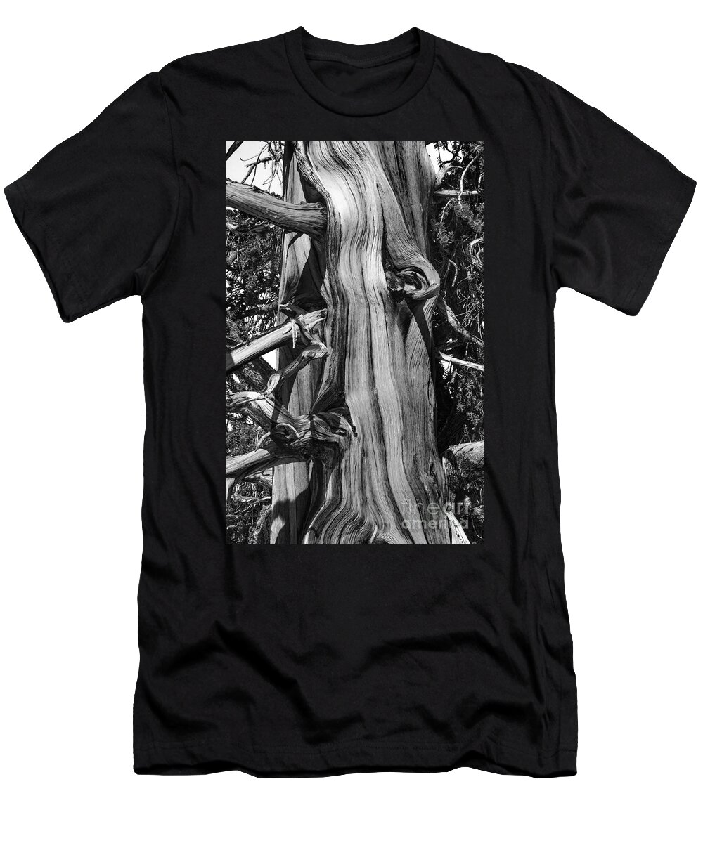 Bristle-cone Pine From Bishop T-Shirt featuring the photograph Bristle-cone Pine-2 by Mae Wertz