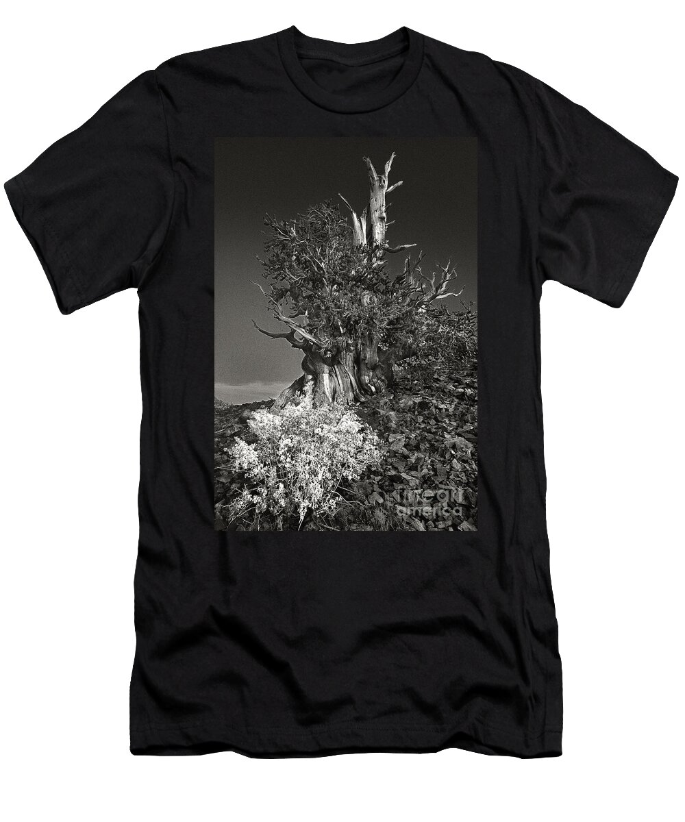 North America T-Shirt featuring the photograph Bristlecone and Wildflowers in Black and White by Dave Welling
