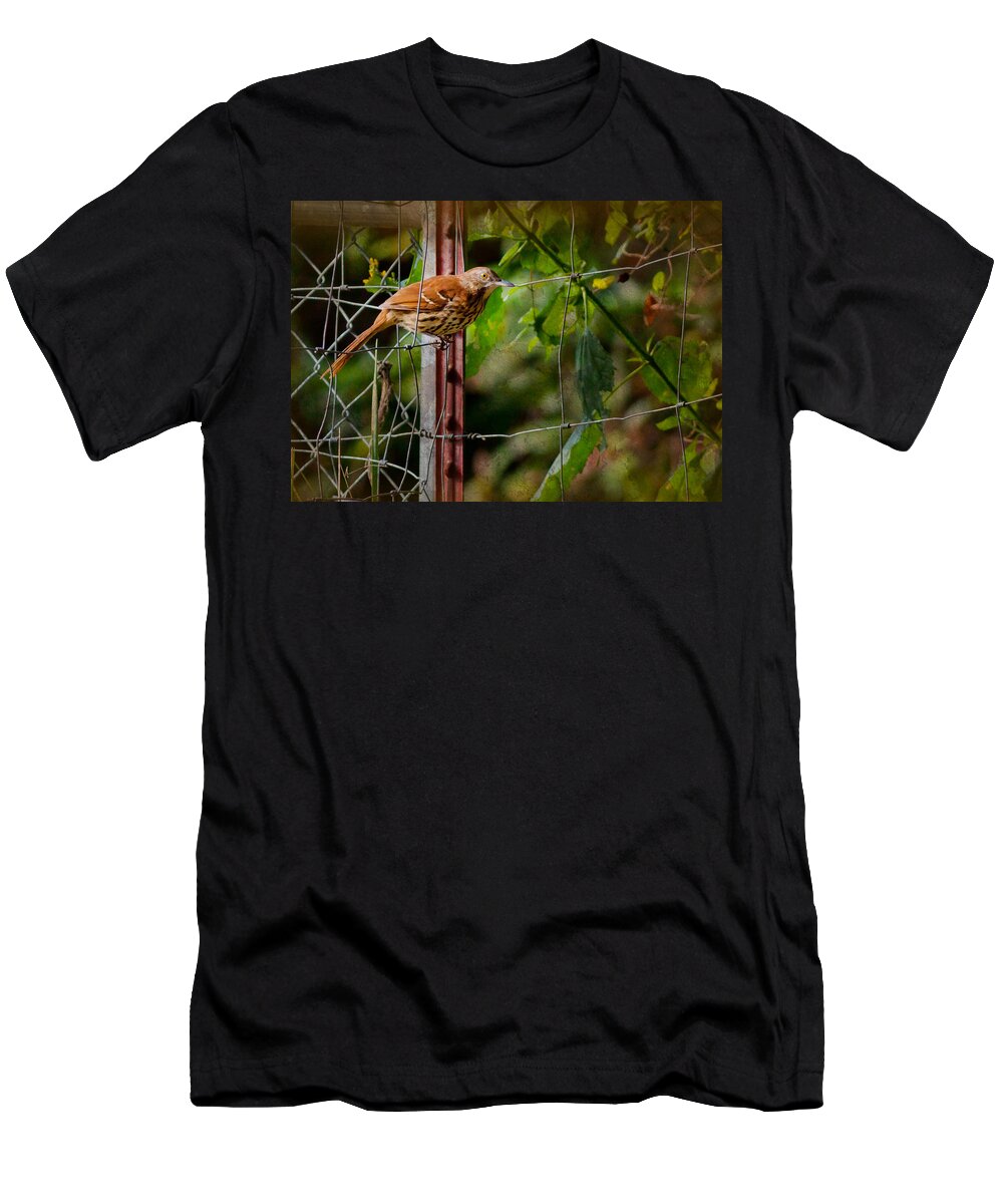Brown Thrasher T-Shirt featuring the photograph Brown Thrasher by Melinda Fawver