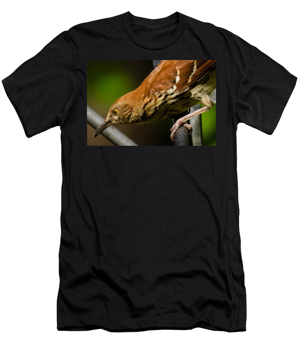 Brown Thrasher T-Shirt featuring the photograph Brown Thrasher by Robert L Jackson