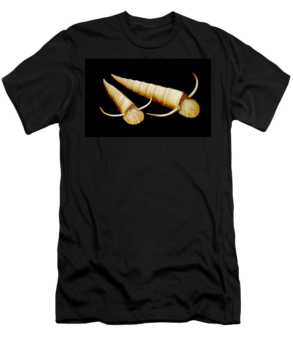 Illustration T-Shirt featuring the painting Burgess Shale Hyolithid by Chase Studio