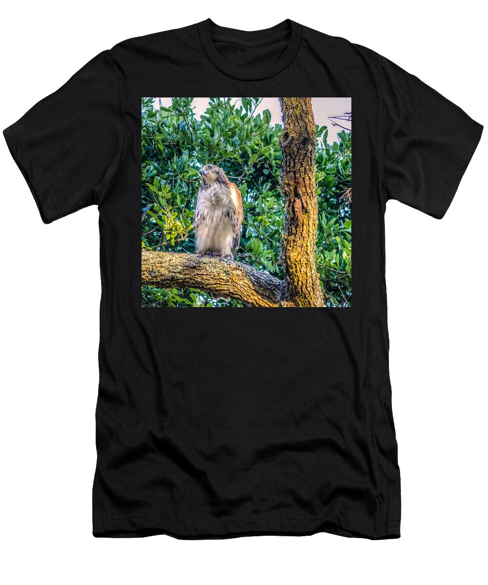 Alert T-Shirt featuring the photograph Buteo jamaicensis on Quercus virginiana by Rob Sellers