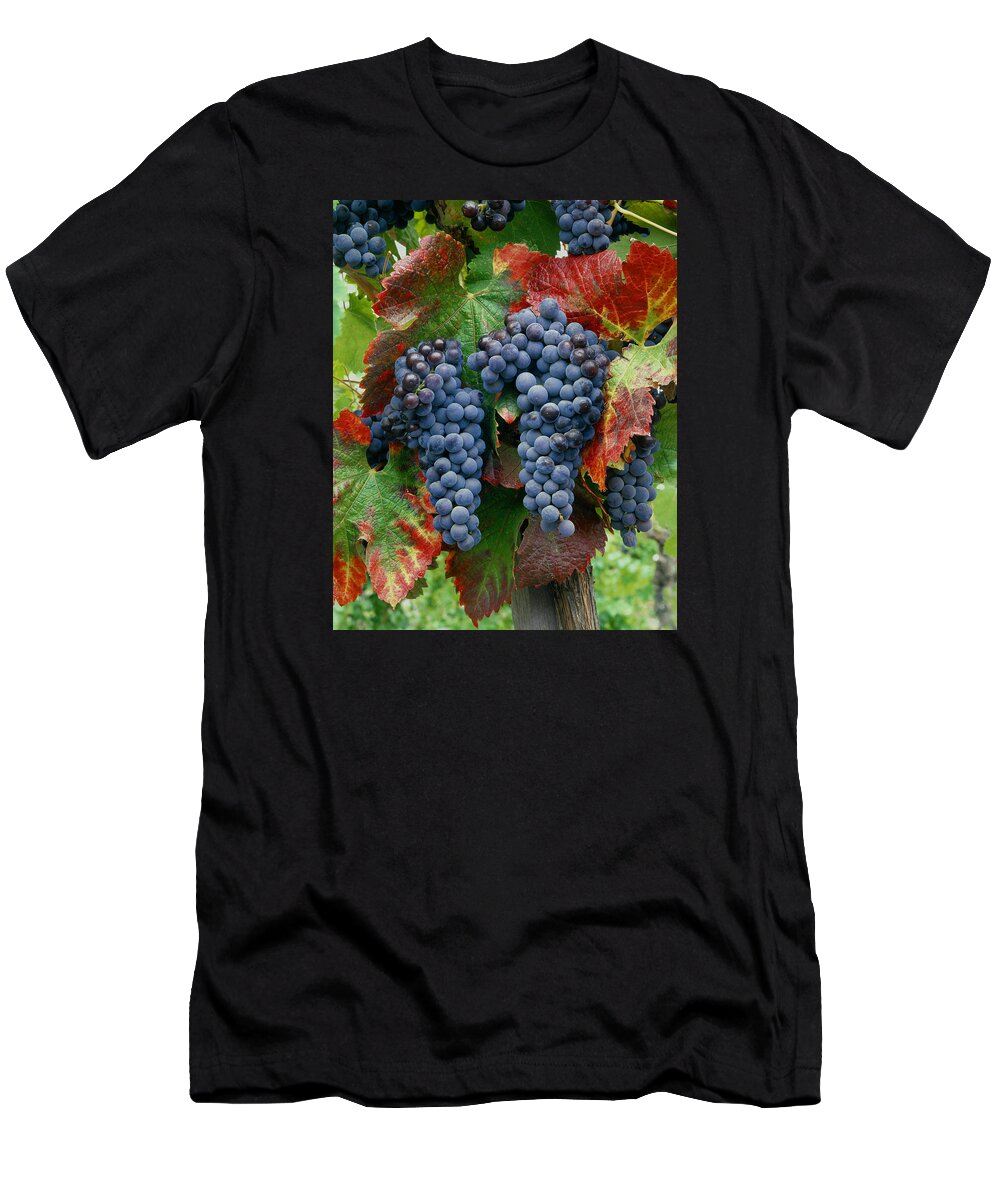 Cabernet Sauvignon Grapes T-Shirt featuring the photograph 5B6374-Cabernet Sauvignon Grapes at Harvest by Ed Cooper Photography