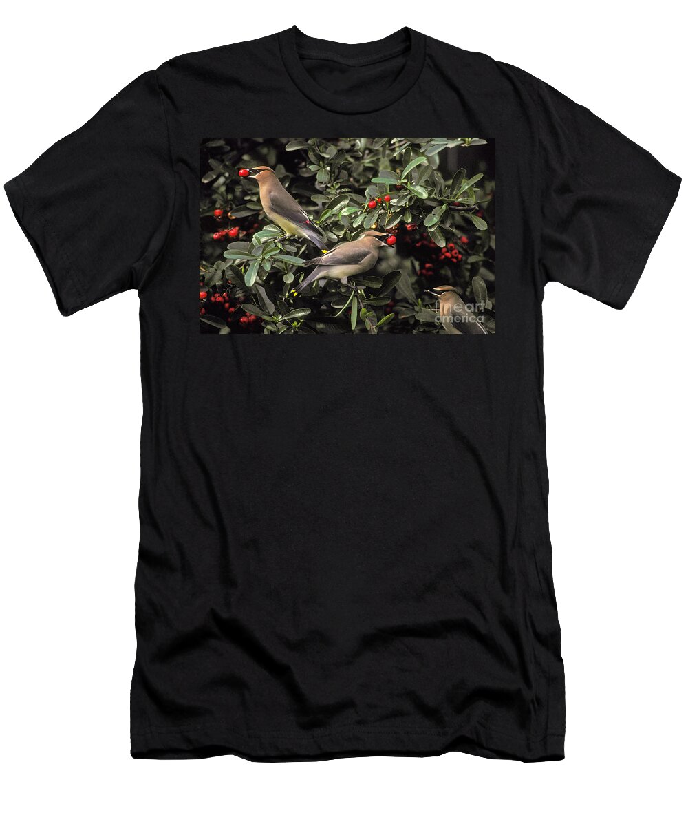 Fauna T-Shirt featuring the photograph Cedar Waxwings Eating Berries by Ron Sanford