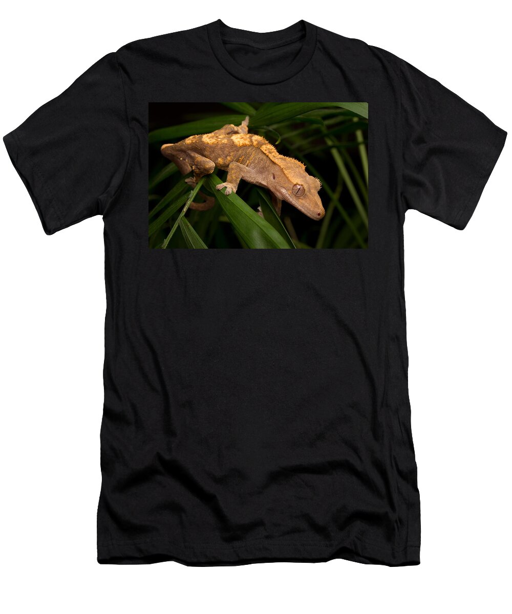 New Caledonian Crested Gecko T-Shirt featuring the photograph Crested Gecko Rhacodactylus Ciliatus by David Kenny