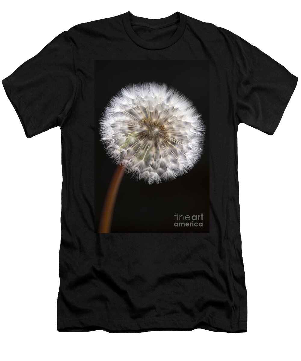Dandelion T-Shirt featuring the photograph Dandelion by Jim Corwin