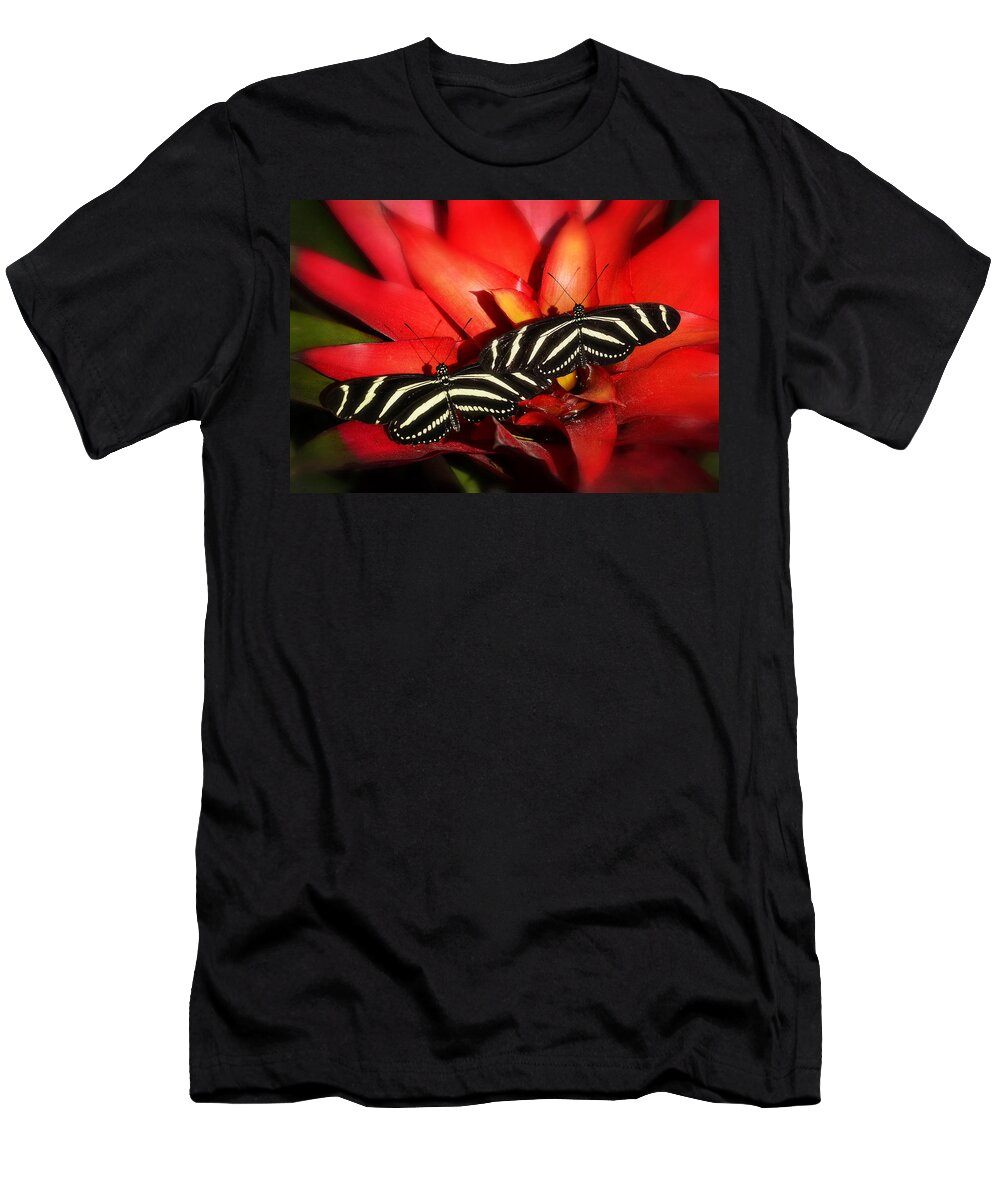 Zebra Longwings Butterfly T-Shirt featuring the photograph Double Trouble by Saija Lehtonen