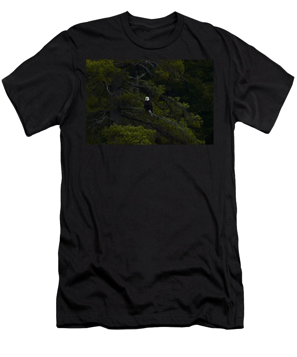 Bald Eagle T-Shirt featuring the photograph Eagle In White Pine by Thomas Phillips