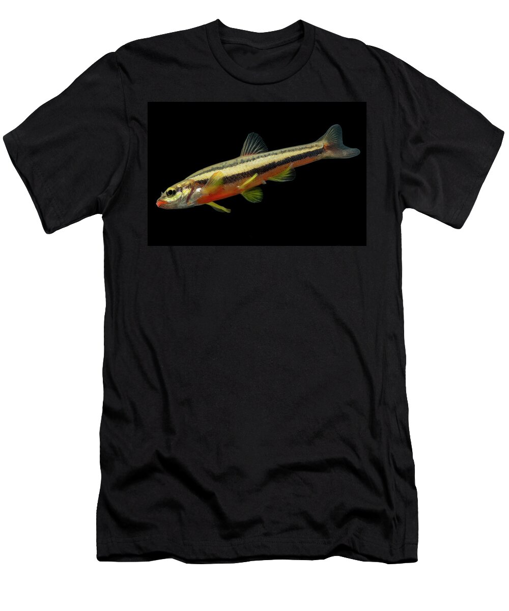 Actinopterygii T-Shirt featuring the photograph Endangered Laurel Dace by Dante Fenolio