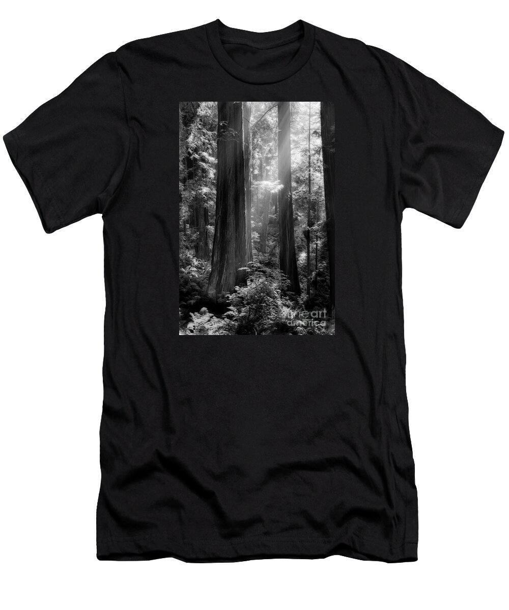 Redwood T-Shirt featuring the photograph Evening Light by Mark Alder