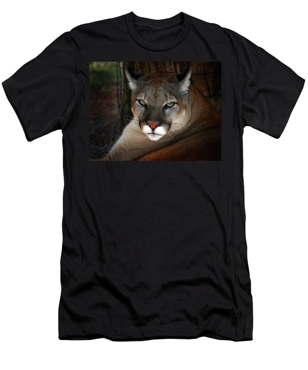 Panther T-Shirt featuring the photograph Florida Panther by Anthony Jones