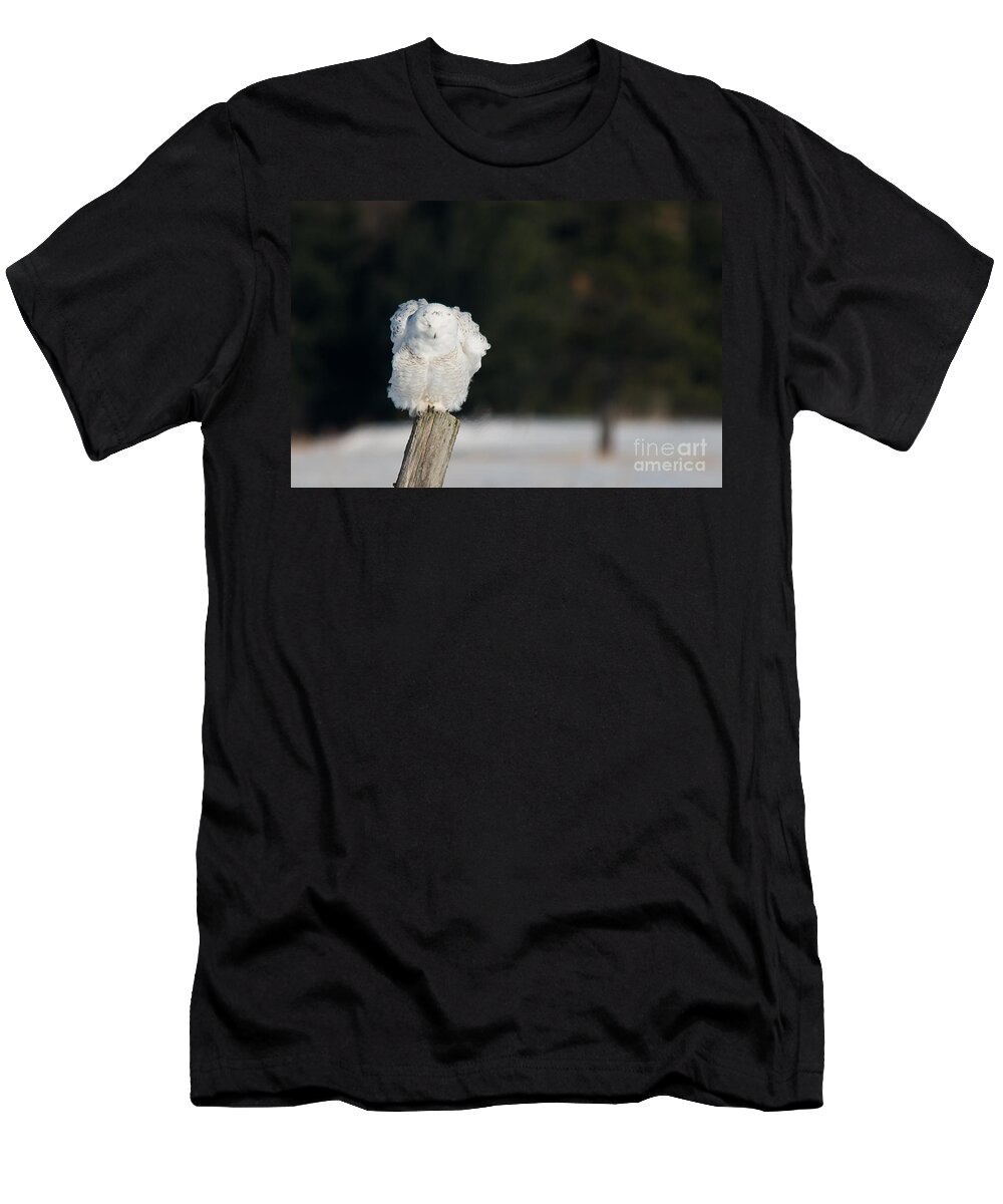 Snowy Owl T-Shirt featuring the photograph Fluffing Feathers by Cheryl Baxter
