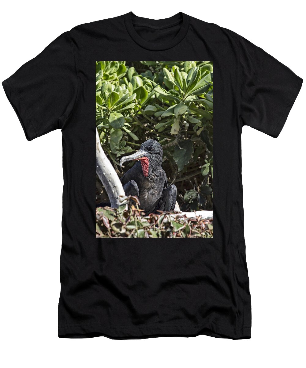Frigate Bird T-Shirt featuring the photograph Frigate Bird- Hawaii V2 by Douglas Barnard