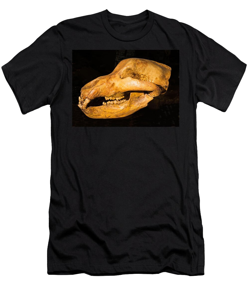 Nature T-Shirt featuring the photograph Giant Long Horned Bison Skull Fossil by Millard H. Sharp