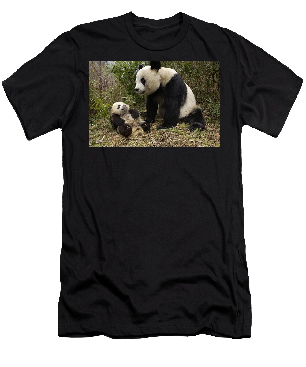 Feb0514 T-Shirt featuring the photograph Giant Panda And Baby In Bamboo Forest by Katherine Feng