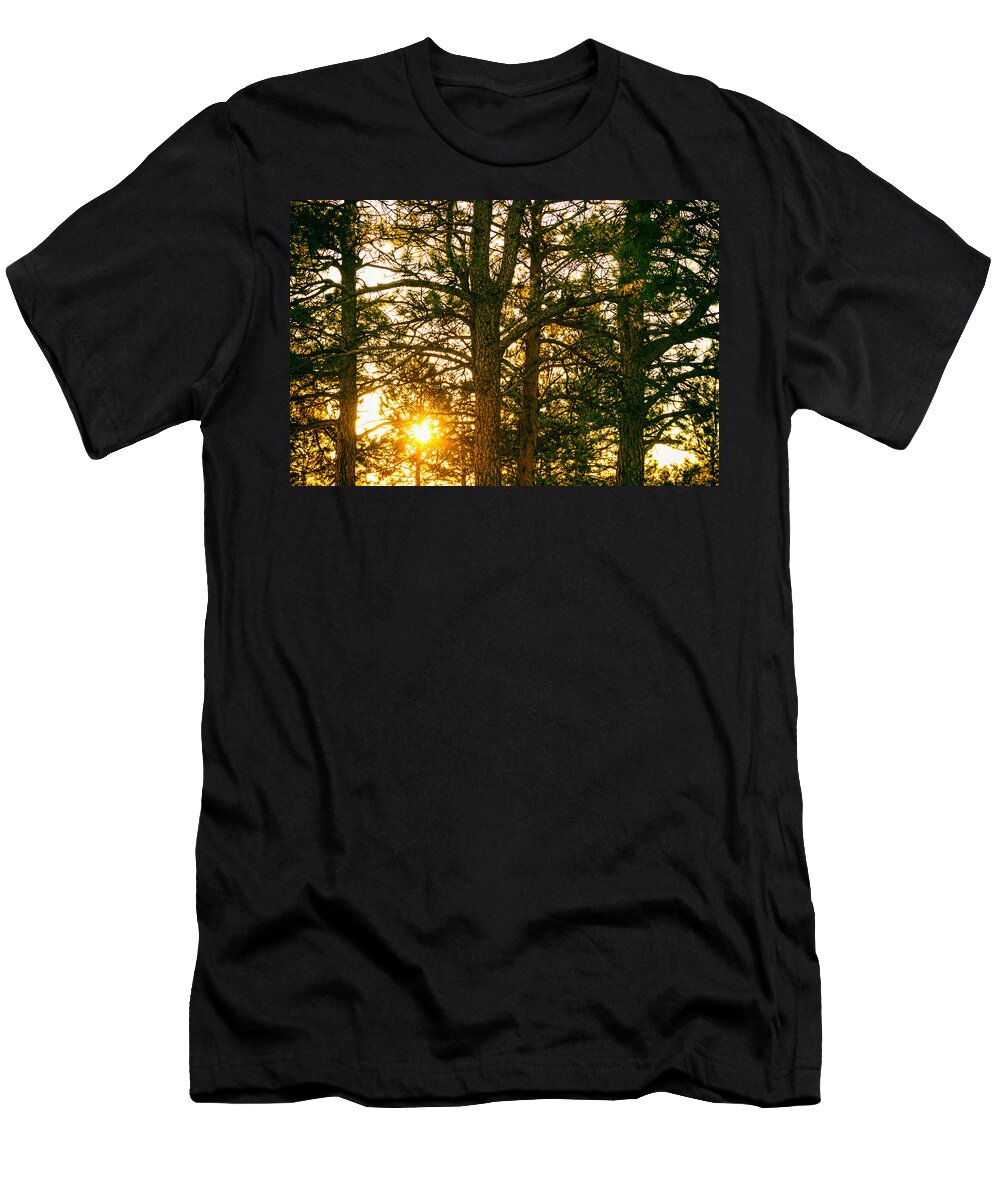 Golden T-Shirt featuring the photograph Golden Pine Tree Forest by James BO Insogna