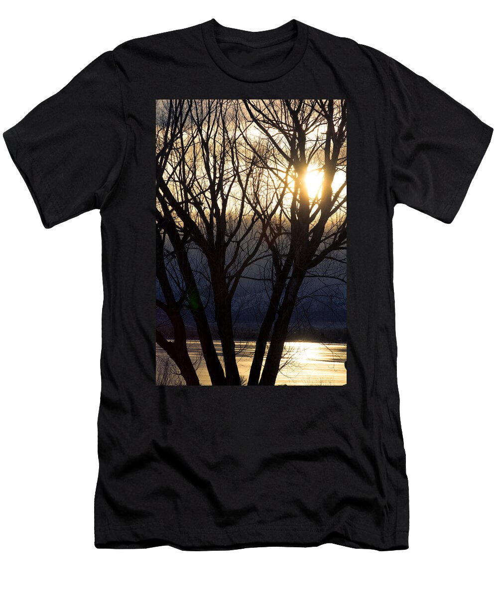 Trees T-Shirt featuring the photograph Golden Winter Glow by James BO Insogna