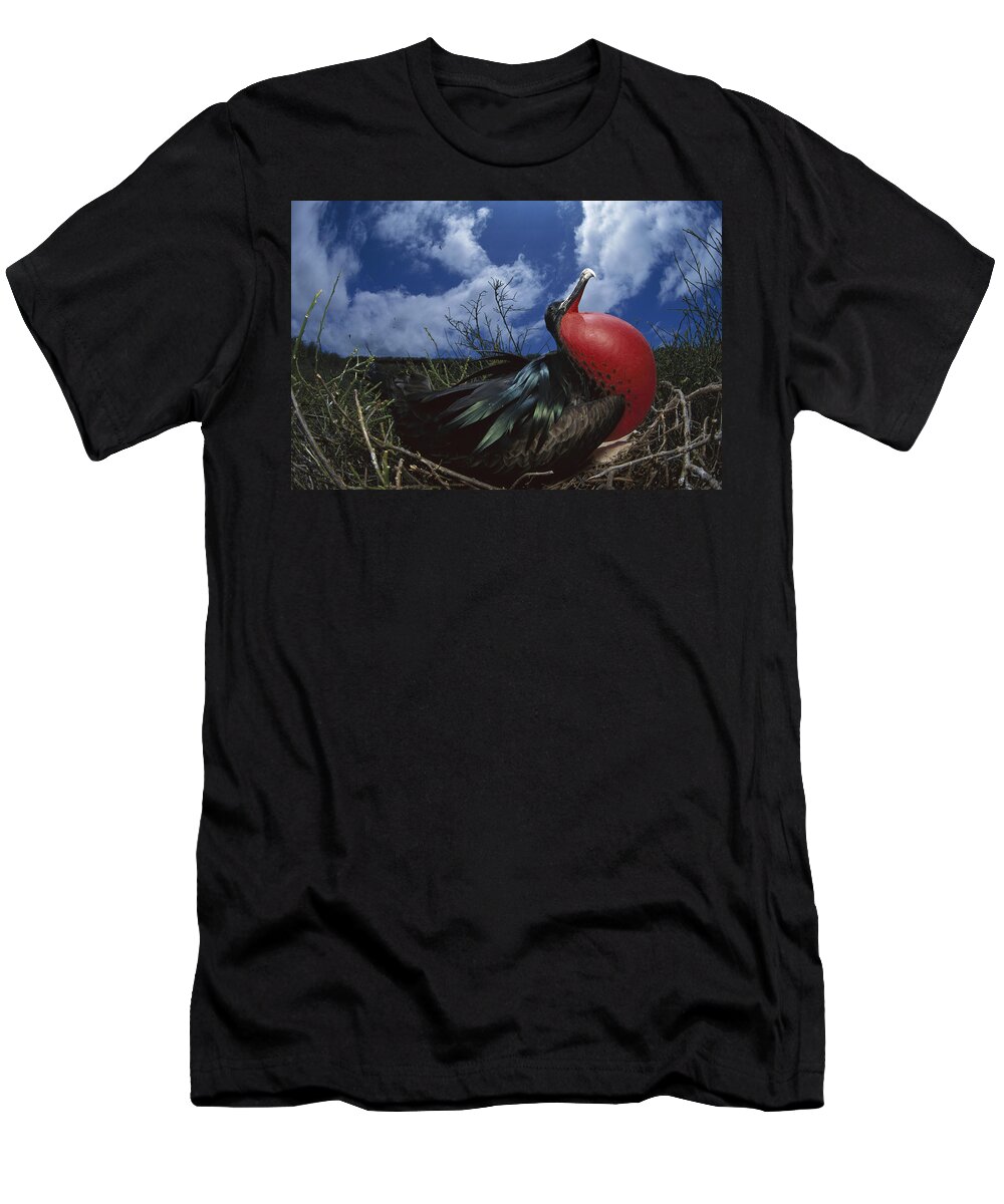 Feb0514 T-Shirt featuring the photograph Great Frigatebird Male Courtship by Tui De Roy