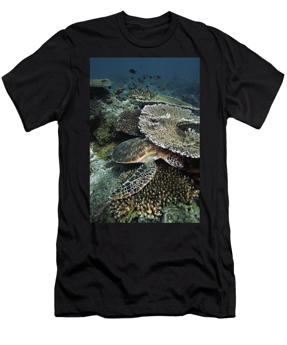 Feb0514 T-Shirt featuring the photograph Green Sea Turtle On Coral Reef Sipadan by Hiroya Minakuchi