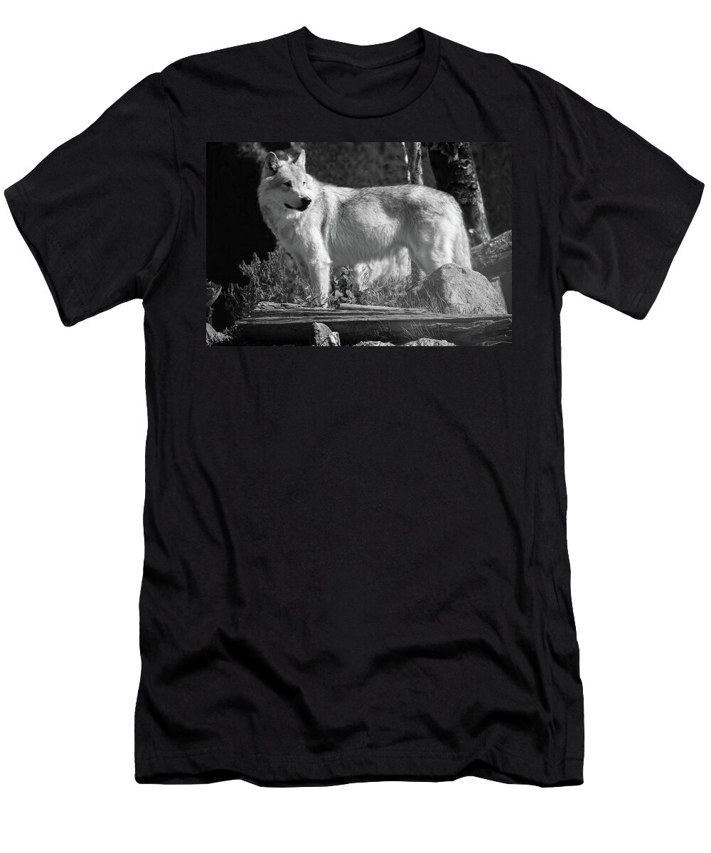 Wolf T-Shirt featuring the photograph North American Wolf by Aidan Moran