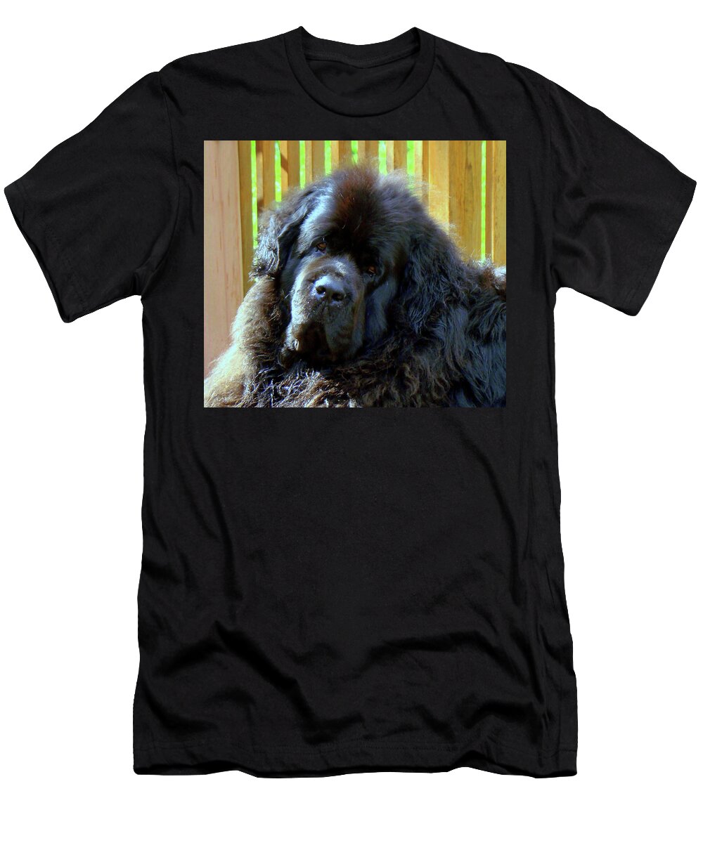 Newfoundland T-Shirt featuring the photograph Hes so cute by Lisa Rose Musselwhite