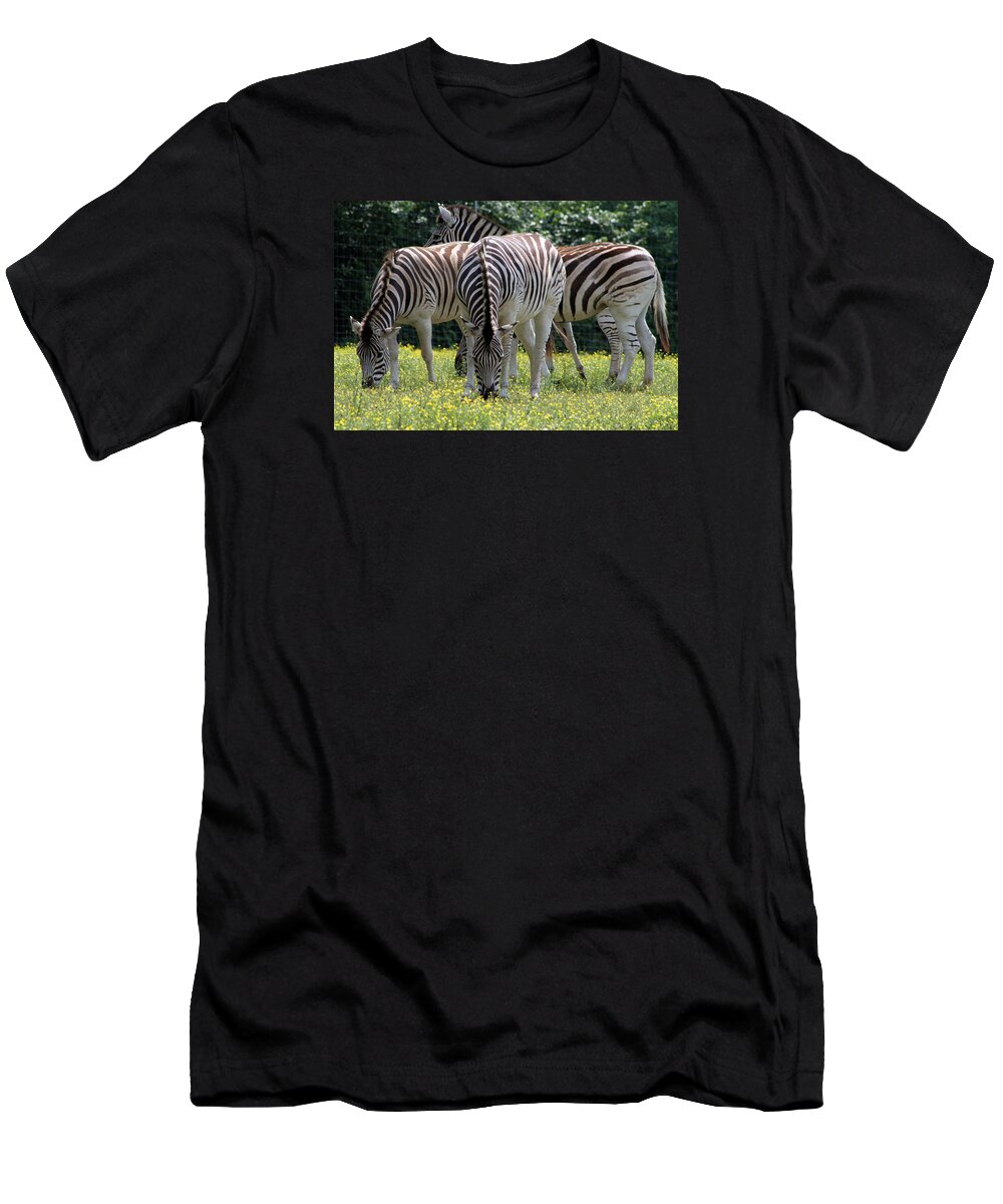 Zebra T-Shirt featuring the photograph Four Zebras Grazing by Valerie Collins