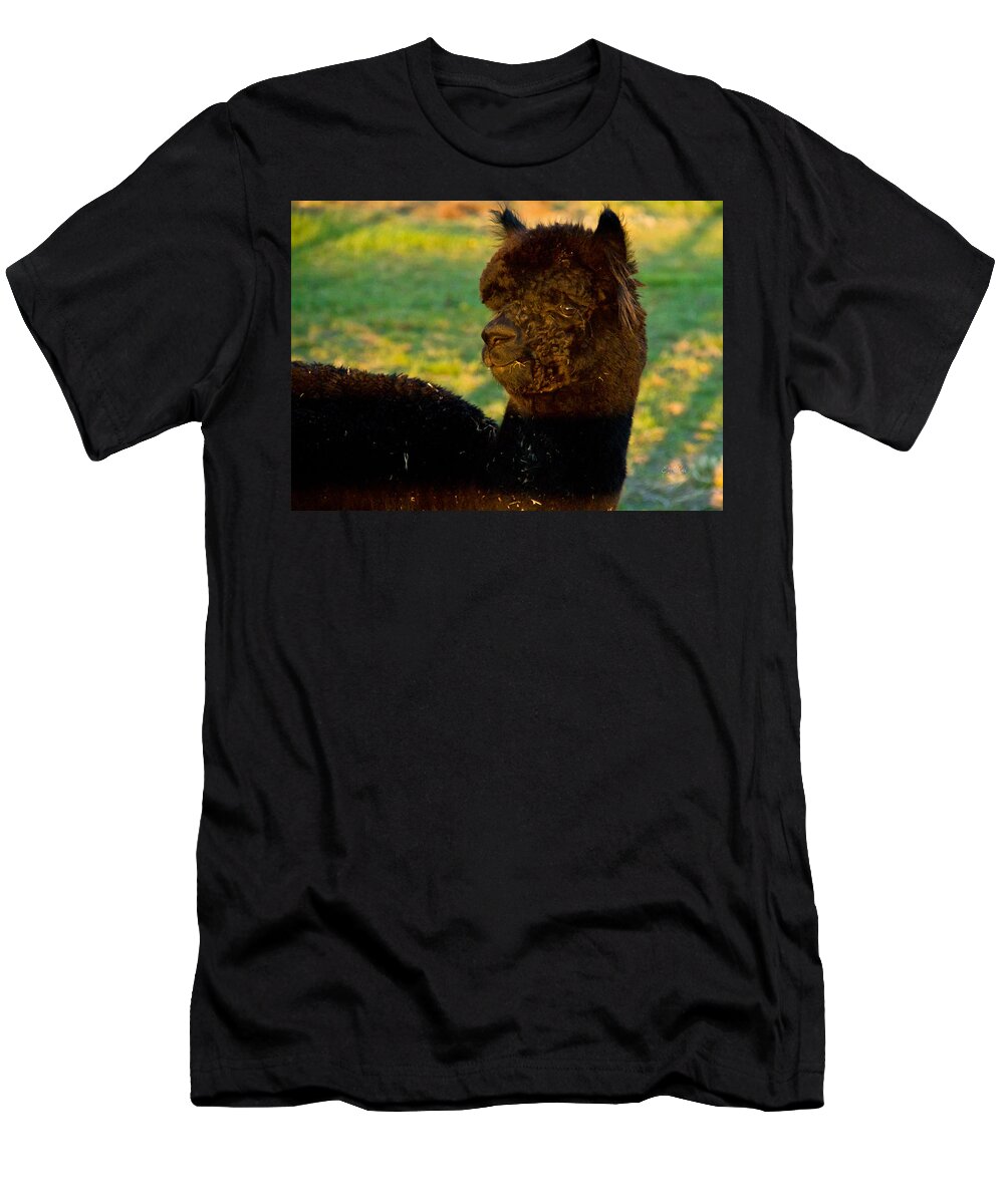 Black T-Shirt featuring the photograph I seeZ you black alpaca portrait by Eti Reid