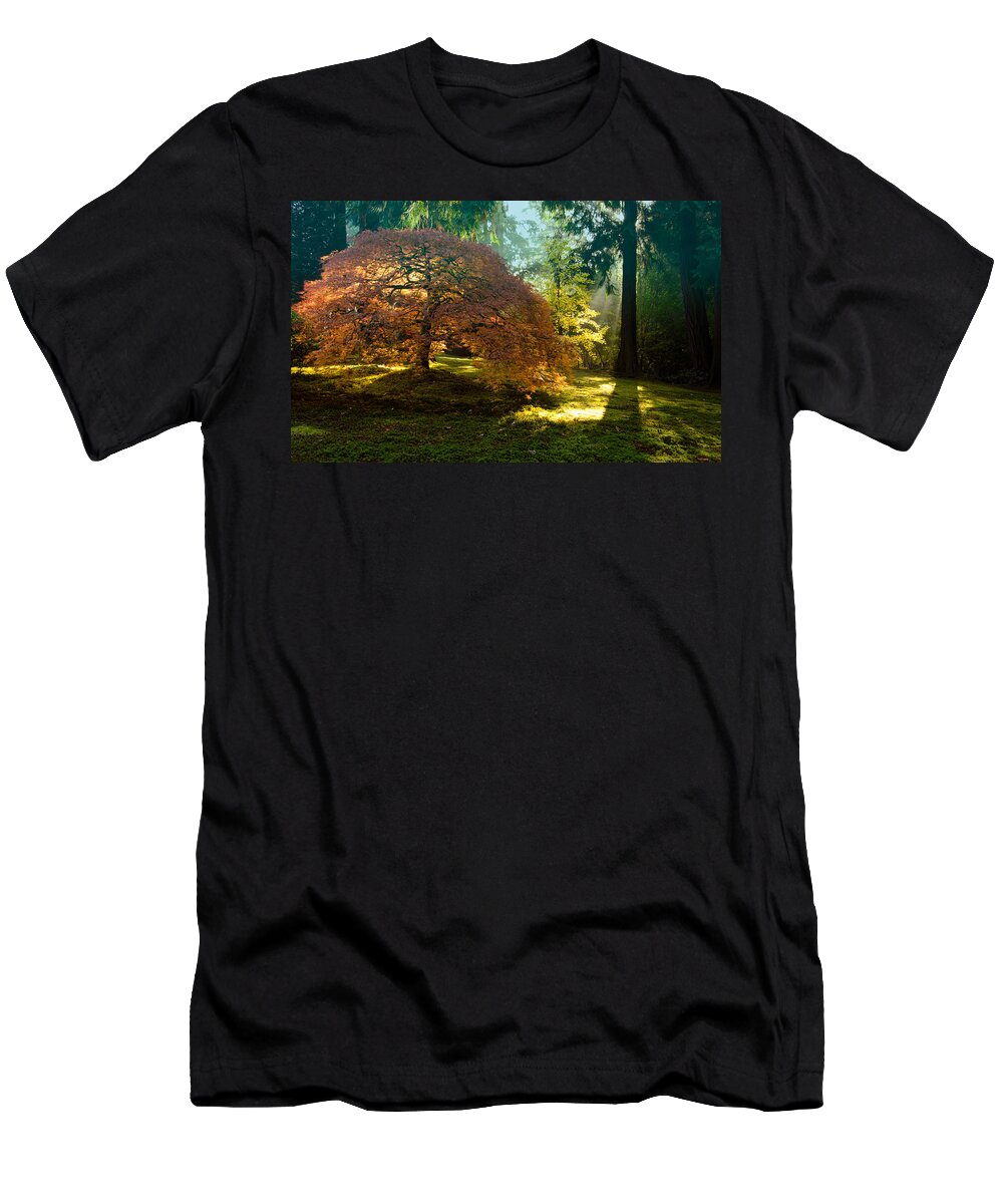 Japanese Maple T-Shirt featuring the photograph In the Gentle Autumn Light by Don Schwartz