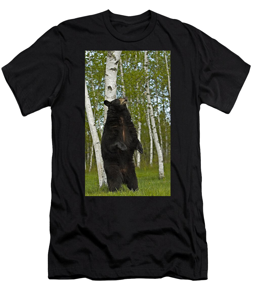 Bear T-Shirt featuring the photograph Itch by Jack Milchanowski