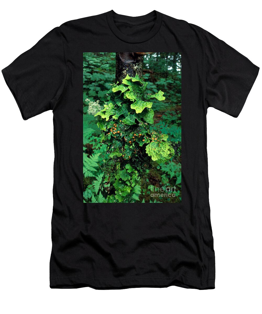 Leaf Lichen T-Shirt featuring the photograph Lichens On A Tree by Gregory G. Dimijian, M.D.