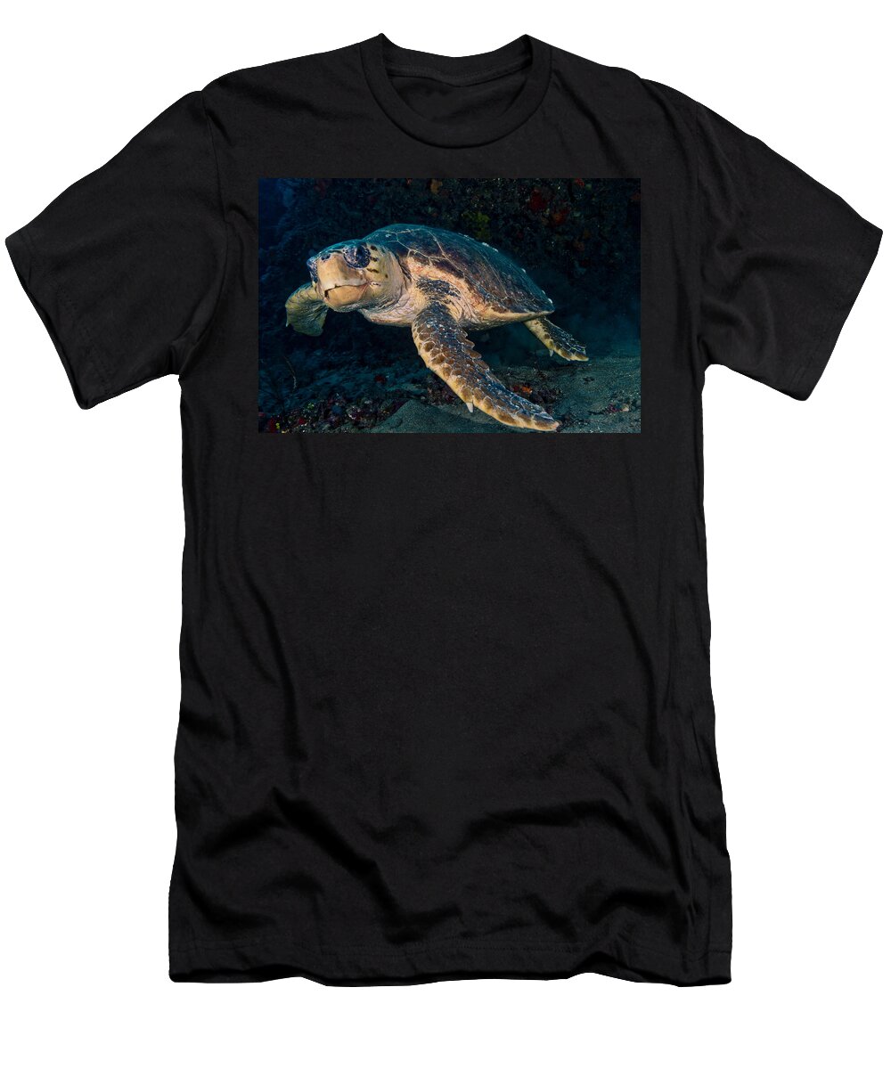 Angle T-Shirt featuring the photograph Loggerhead Turtle Under Ledge by Sandra Edwards