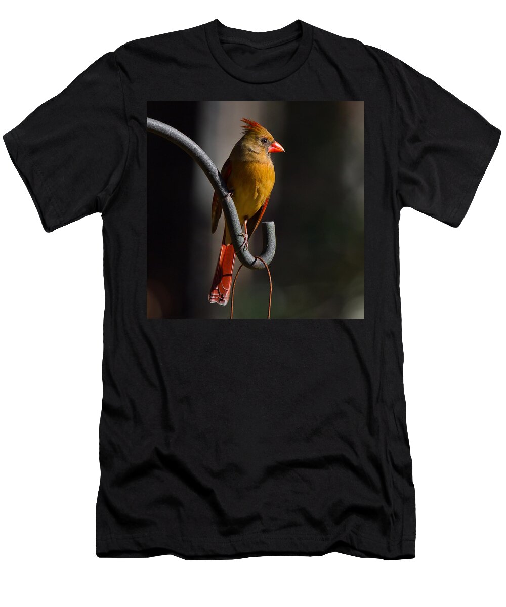 Female Cardinal T-Shirt featuring the photograph Looking For My Man Bird by Robert L Jackson
