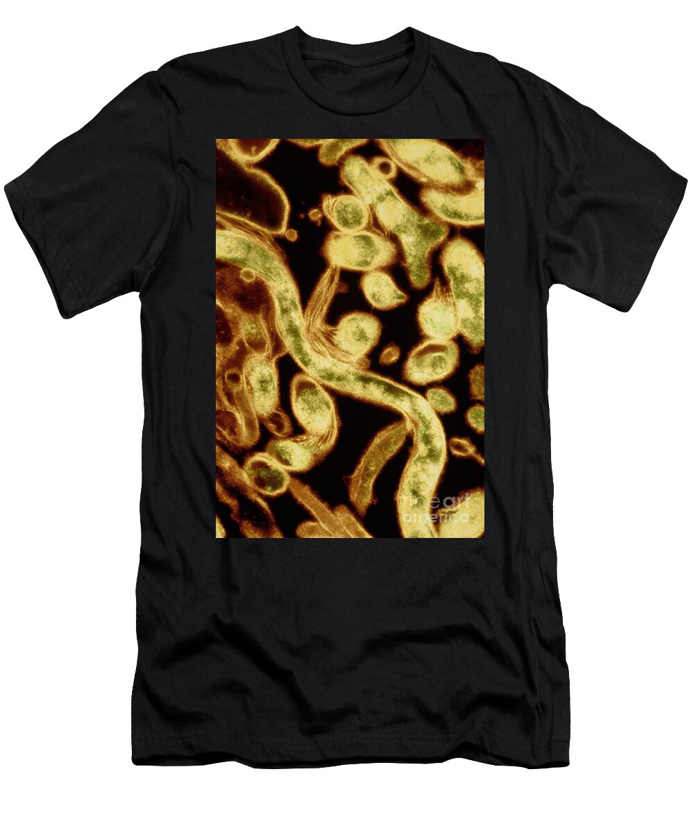 Borrelia Burgdorferi T-Shirt featuring the photograph Lyme Disease Bacteria by David M. Phillips