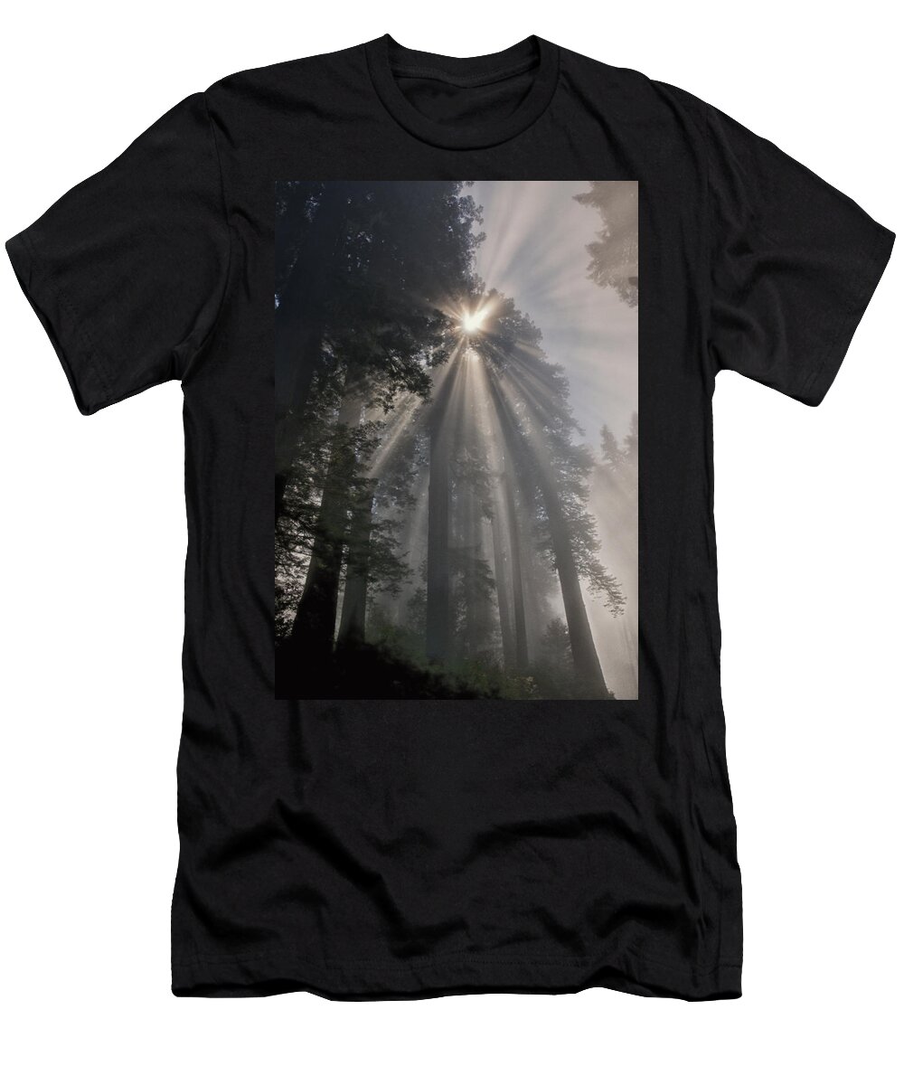 Forest T-Shirt featuring the photograph Magical Morning by Betty Depee