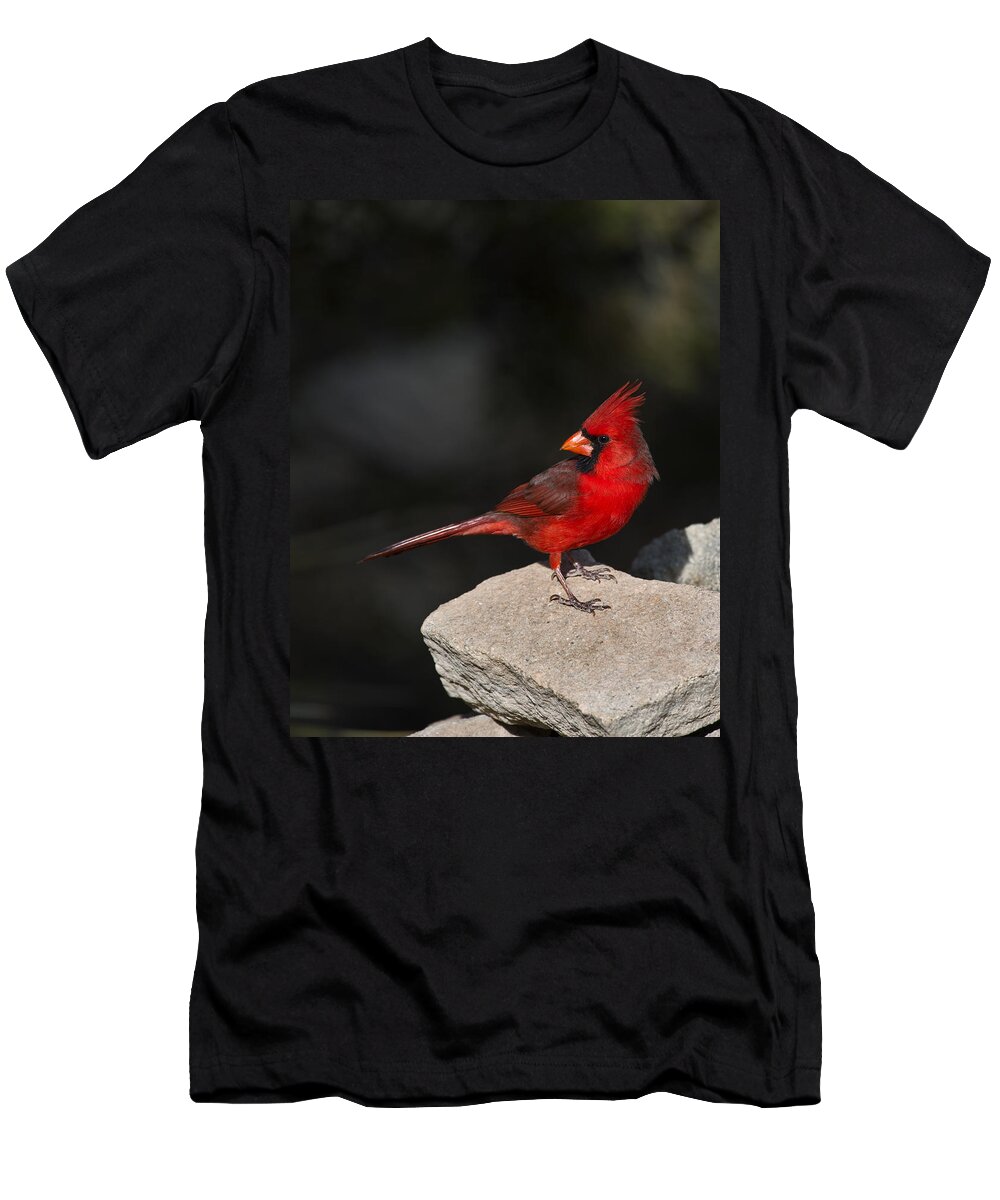 Cardinal T-Shirt featuring the photograph Male Cardinal by Gary Langley