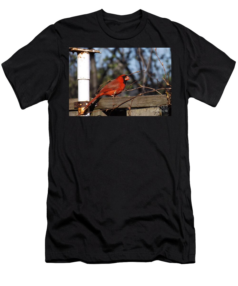 Bird T-Shirt featuring the photograph Male Cardinal on Fence by Brenda Brown
