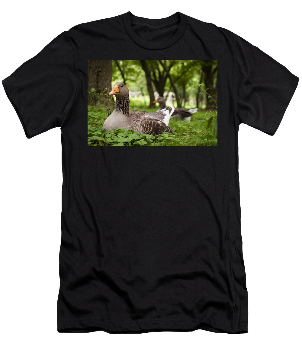 Goose T-Shirt featuring the photograph Mama Goose by Elizabeth Gray