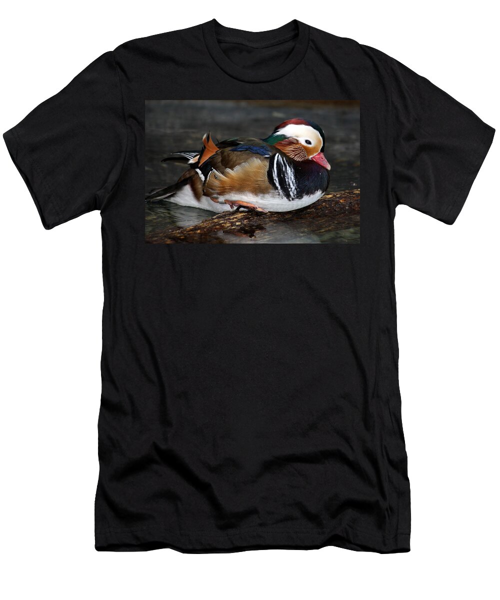 Colorful Plumage T-Shirt featuring the photograph Mandarin Duck by Suzanne Stout