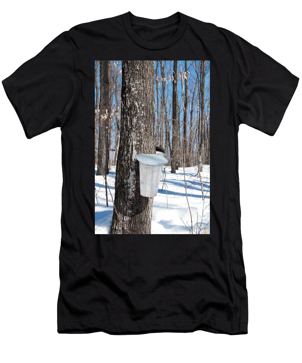 Maple Syrup T-Shirt featuring the photograph Maple Forest by Cheryl Baxter