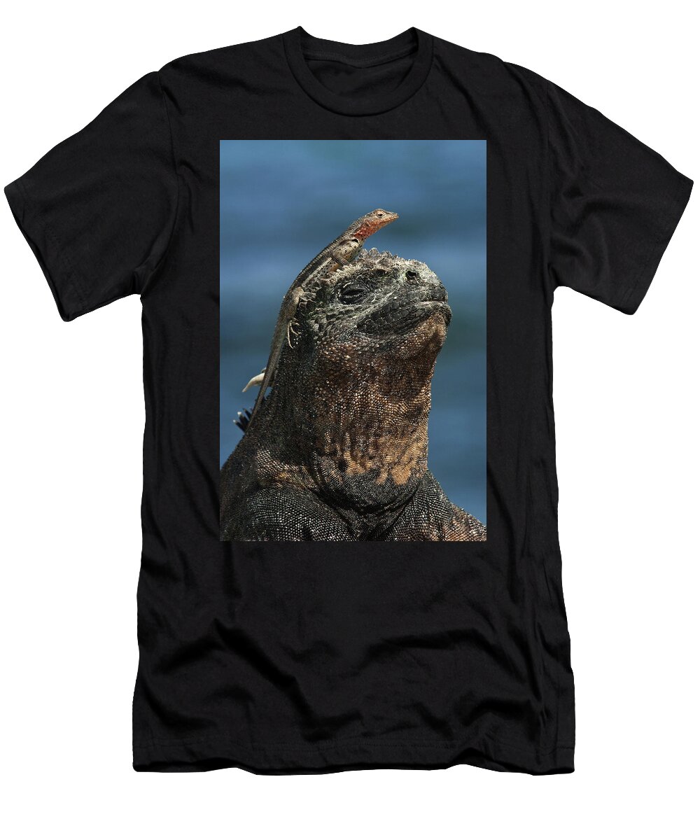 00452152 T-Shirt featuring the photograph Marine Iguana and Lava Lizard by Pete Oxford