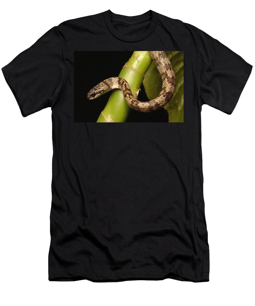 Feb0514 T-Shirt featuring the photograph Mollusc-eating Snake Ecuador by Pete Oxford
