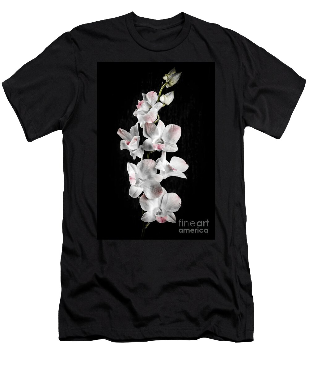 Orchid T-Shirt featuring the photograph Orchid flowers on black by Elena Elisseeva