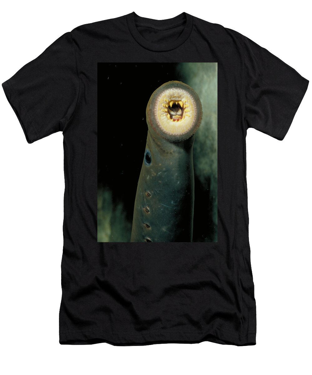 Animal T-Shirt featuring the photograph Pacific Lamprey by Rondi Church
