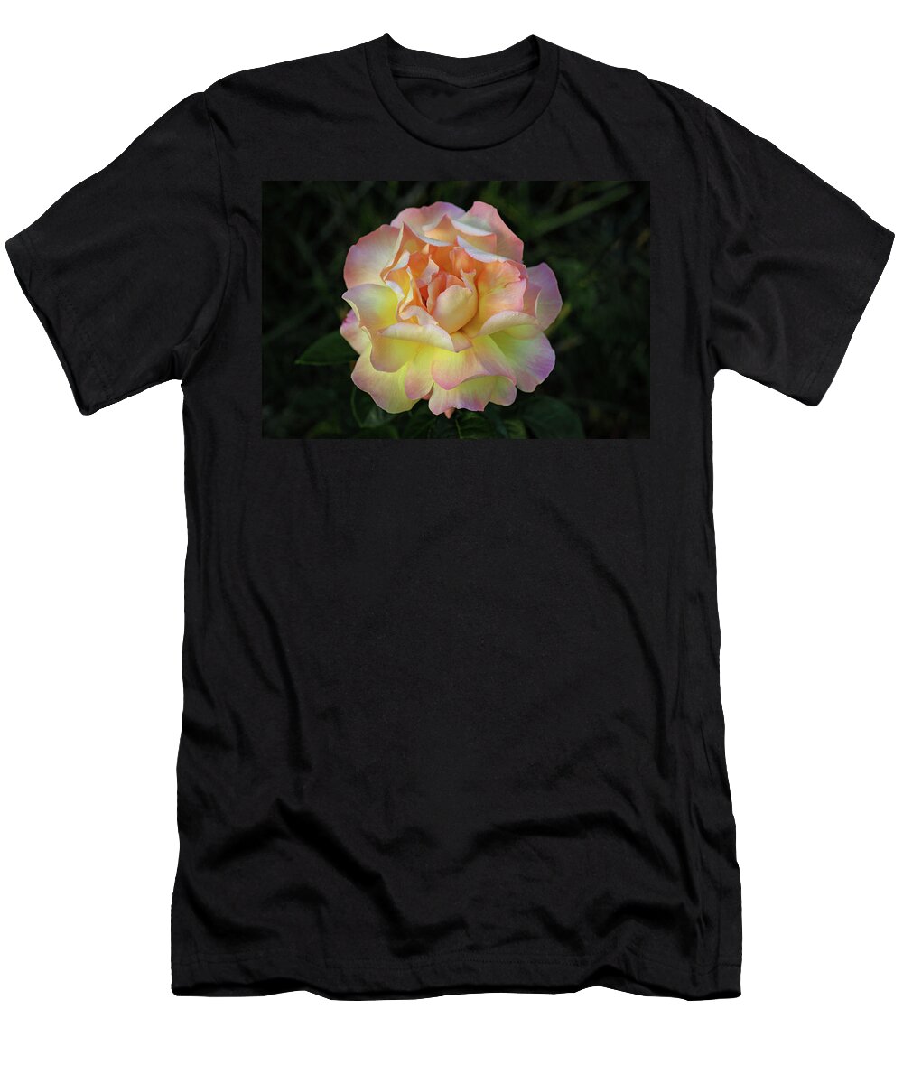 Rose T-Shirt featuring the photograph Peace Rose by Sandy Keeton