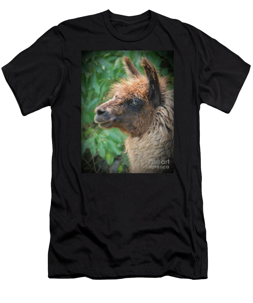 Llama T-Shirt featuring the photograph Portrait Of A Llama by Robert ONeil