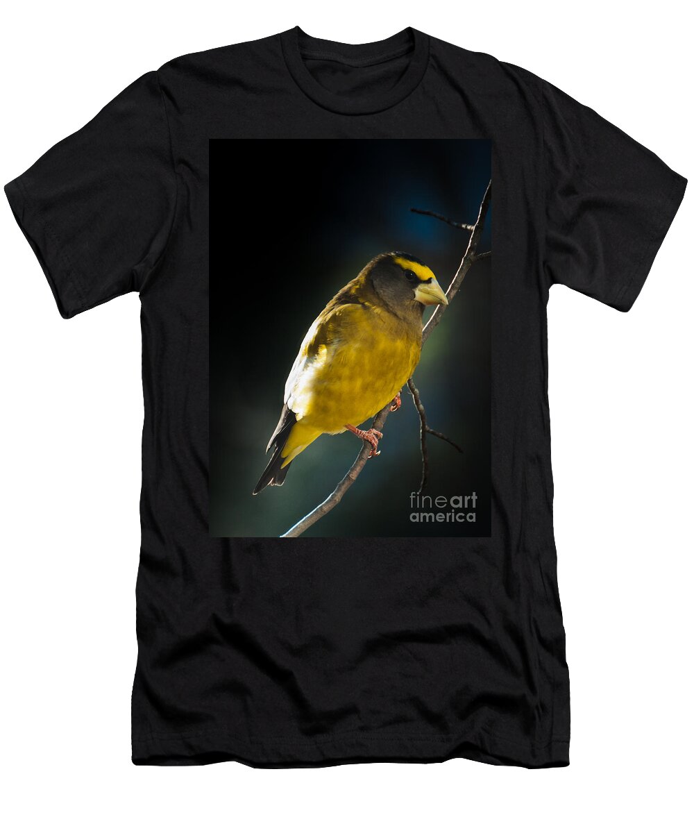 Grosbeak T-Shirt featuring the photograph Pretty boy by Cheryl Baxter
