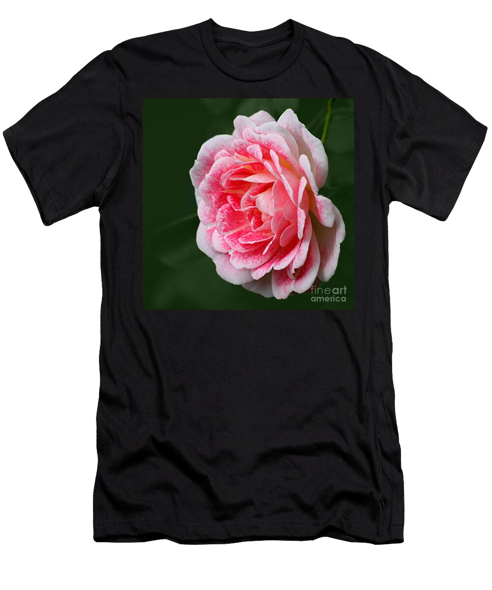 Rose T-Shirt featuring the photograph Pretty Pink Rose by Jeremy Hayden