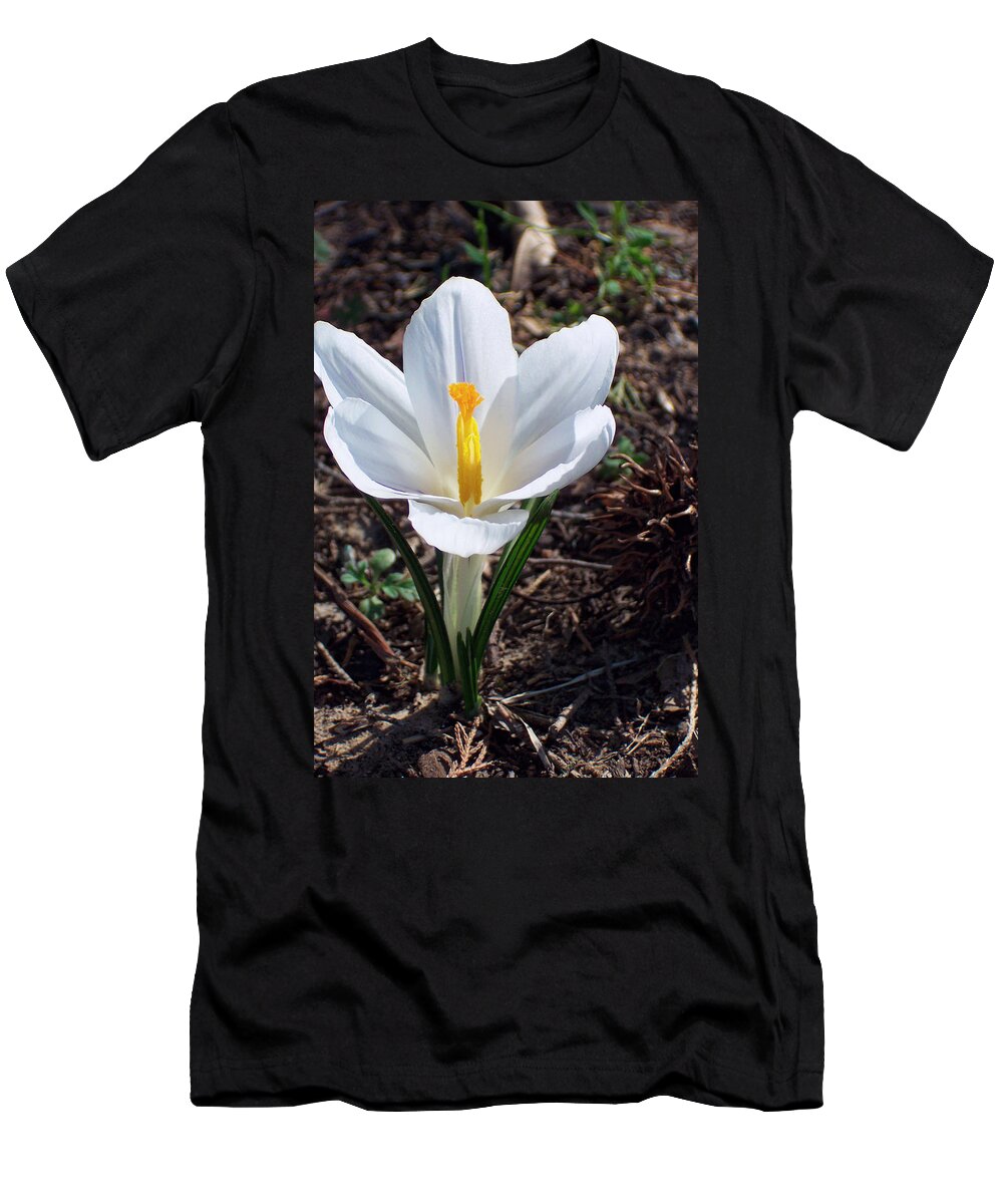 Crocus Kotschyanus T-Shirt featuring the photograph Pristine White Crocus by Kathy Clark