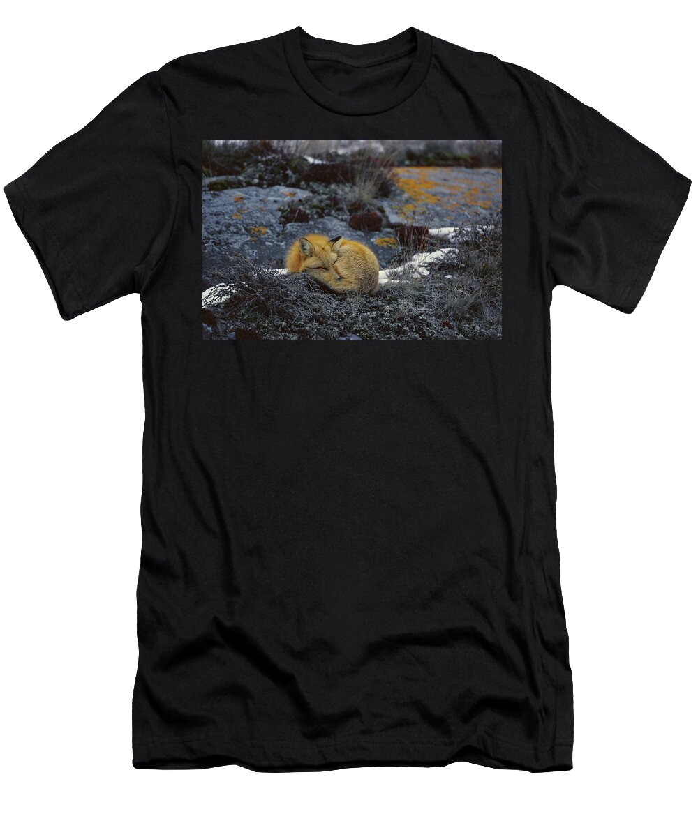 Feb0514 T-Shirt featuring the photograph Red Fox Sleeping On Lichen Covered Rock by Konrad Wothe