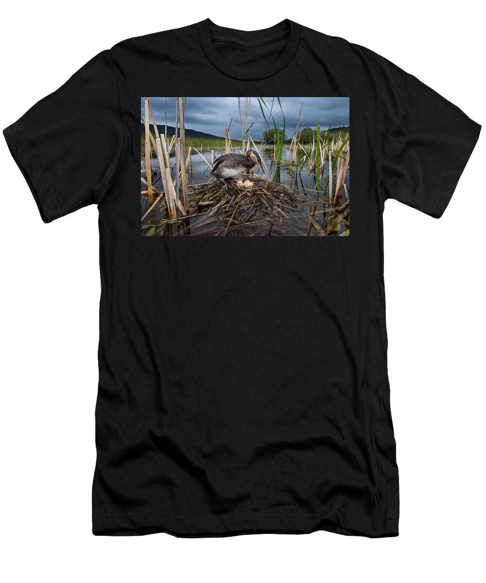 Bia T-Shirt featuring the photograph Red-necked Grebe At Nest British by Connor Stefanison